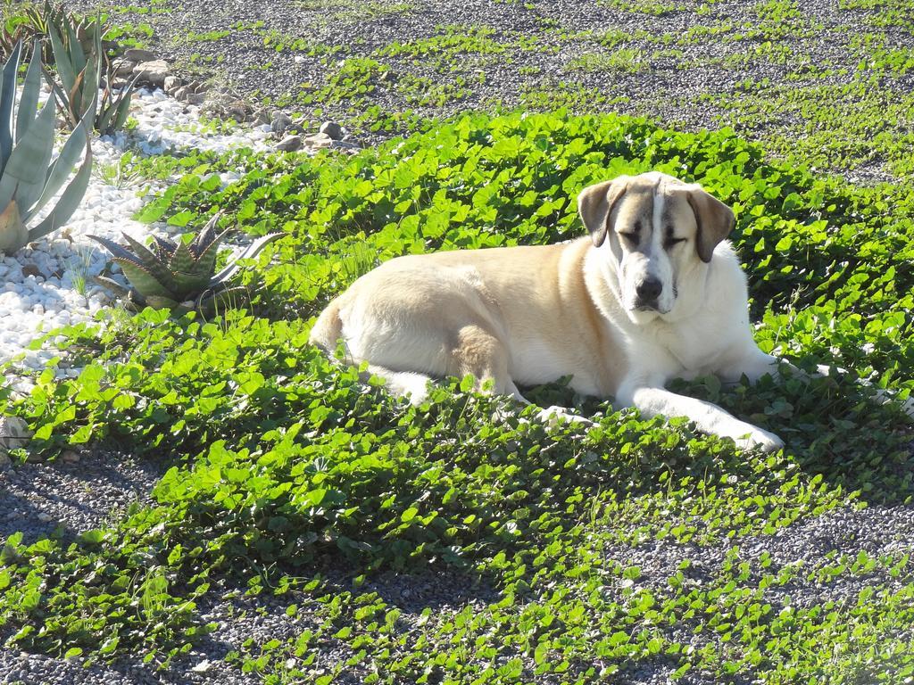 Cortijo Oro Verde B&B Tabernas Esterno foto